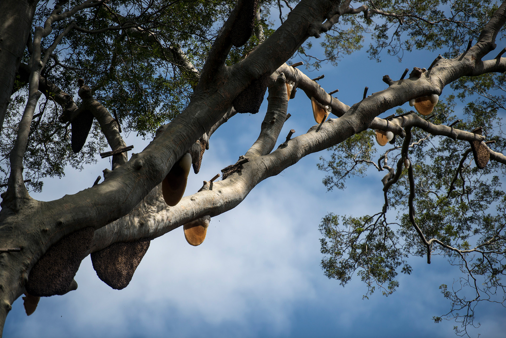 Photo of large Apis Dorsata honey combs on a Tualang tree branch, photo by Hasnoor Hussain