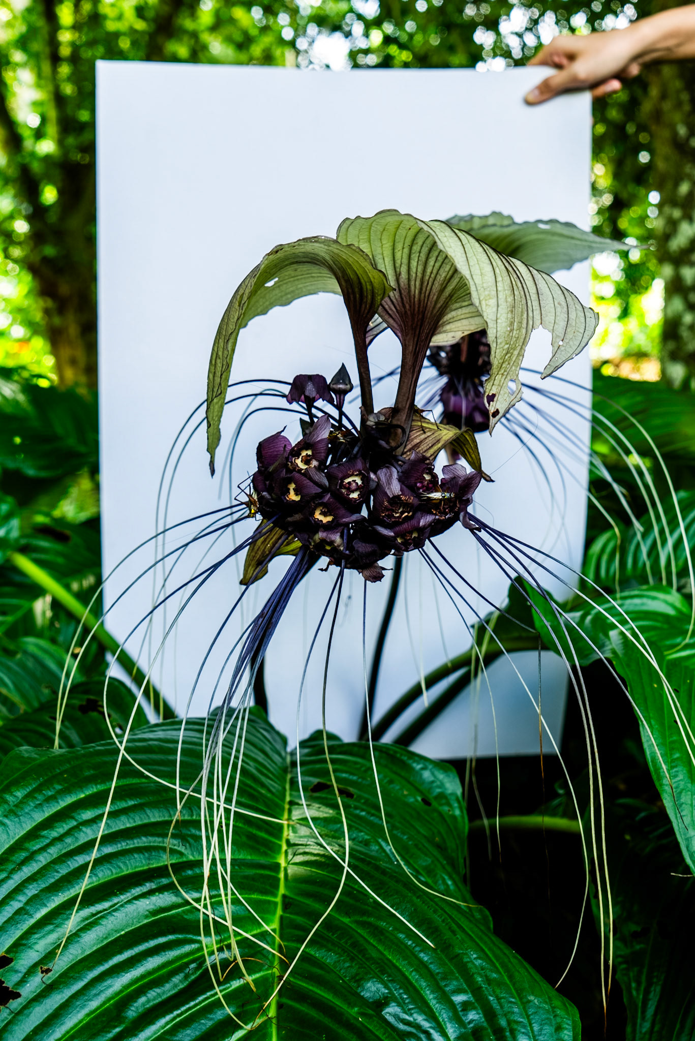 ENDEMIC PLANTS AT RIMBUN DAHAN