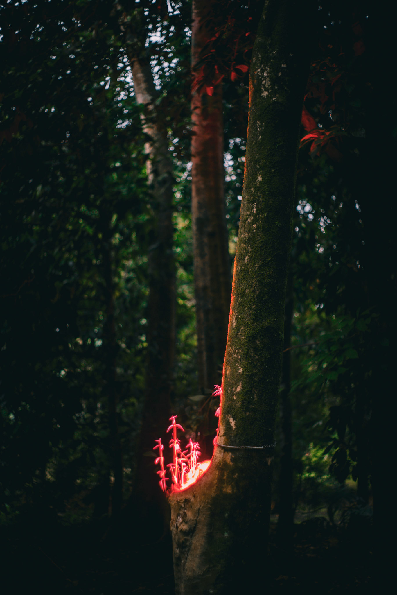 LIGHT EXPERIMENTS AT RIMBUN DAHAN