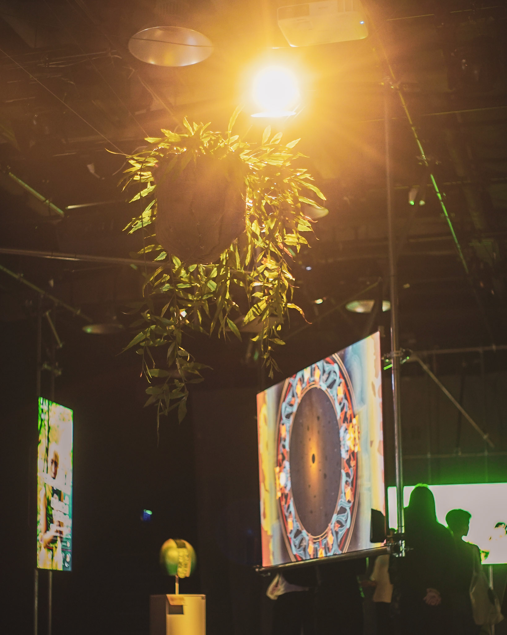 Bakawali plant hanging at the exhibition