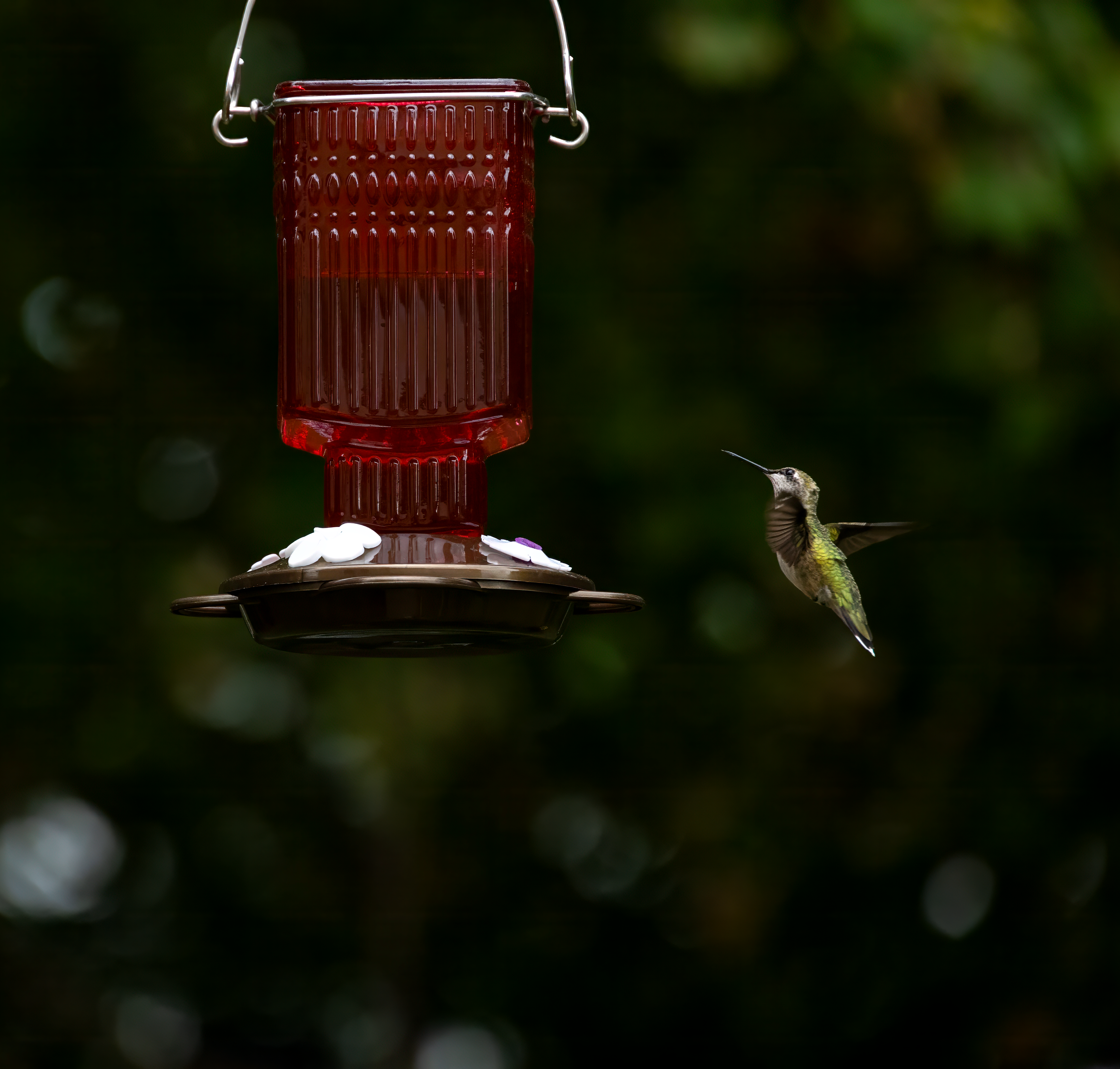 Hummingbird Pull-up