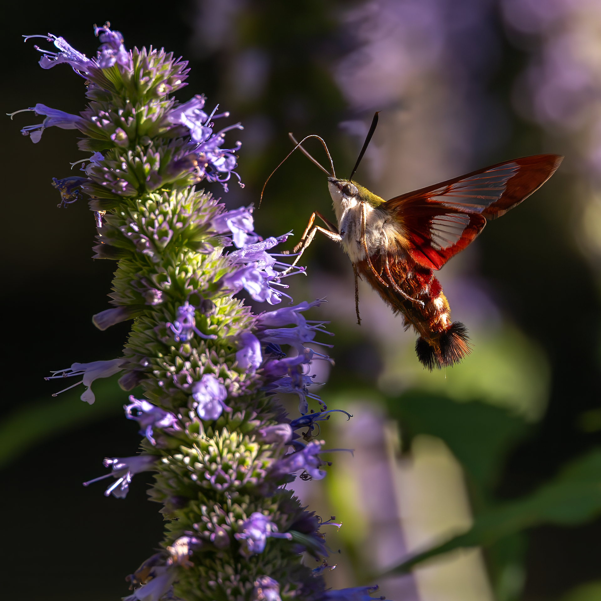 Hummingbird Moth