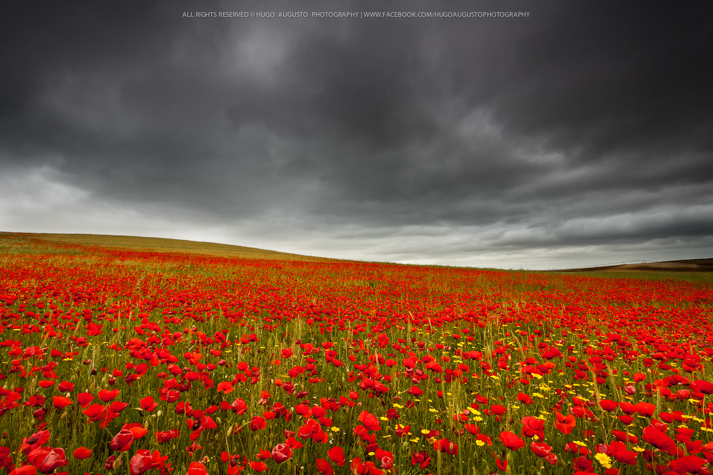 "Red Carpet" / Alentejo, Portugal