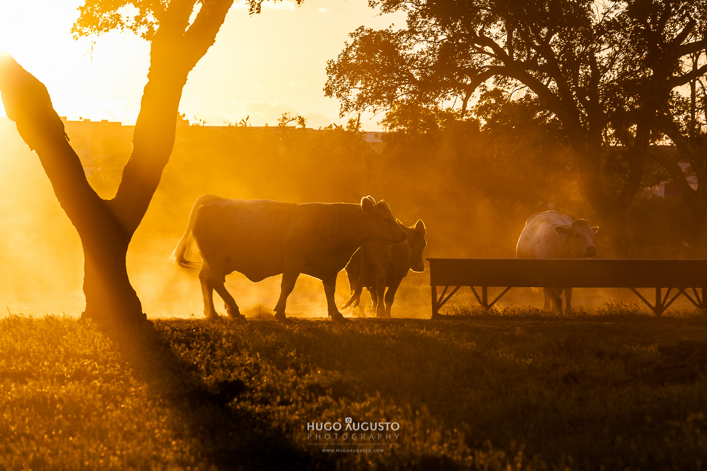 "Golden Alentejo", Alentejo, Portugal