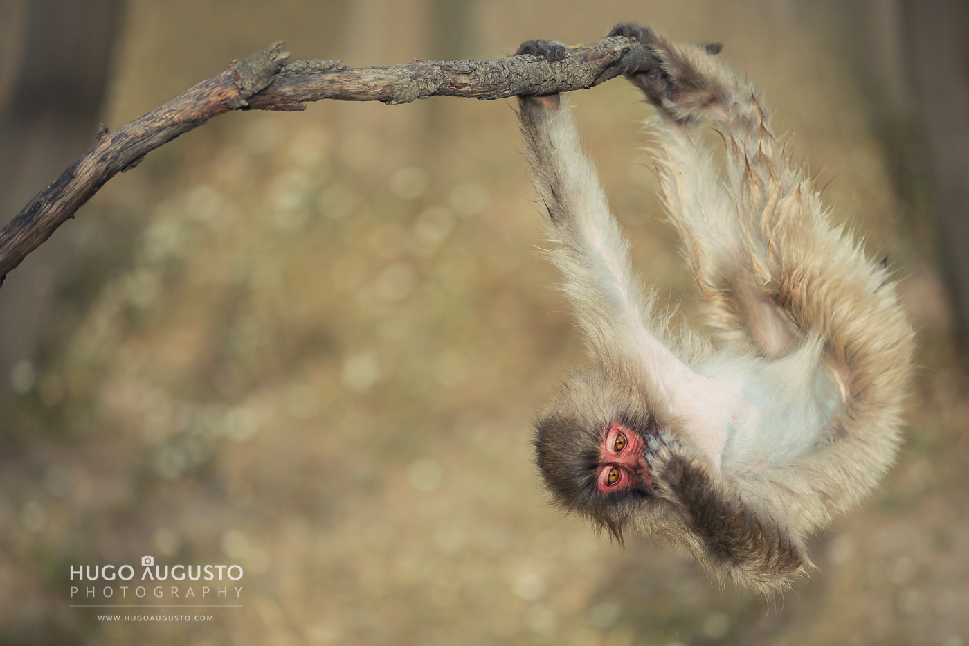 "Having Fun", Monte Selvagem Park, Portugal