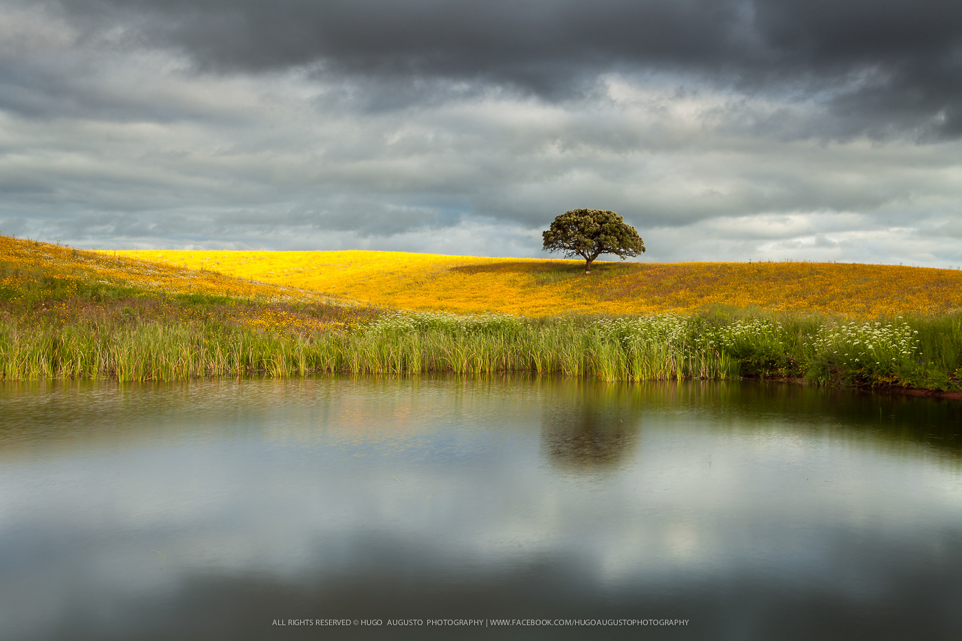 "Spring Guardian" / Alentejo, Portugal