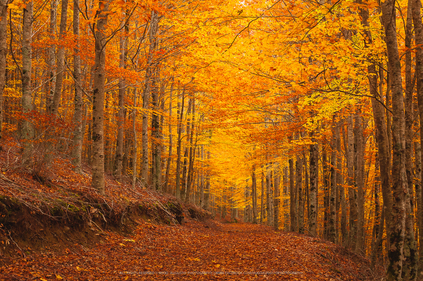 "Enchanted Forest" / Serra da Estrela Natural Park