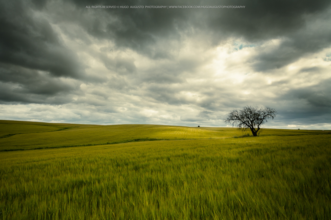 "Green, I See Green Again" / Alentejo, Portugal