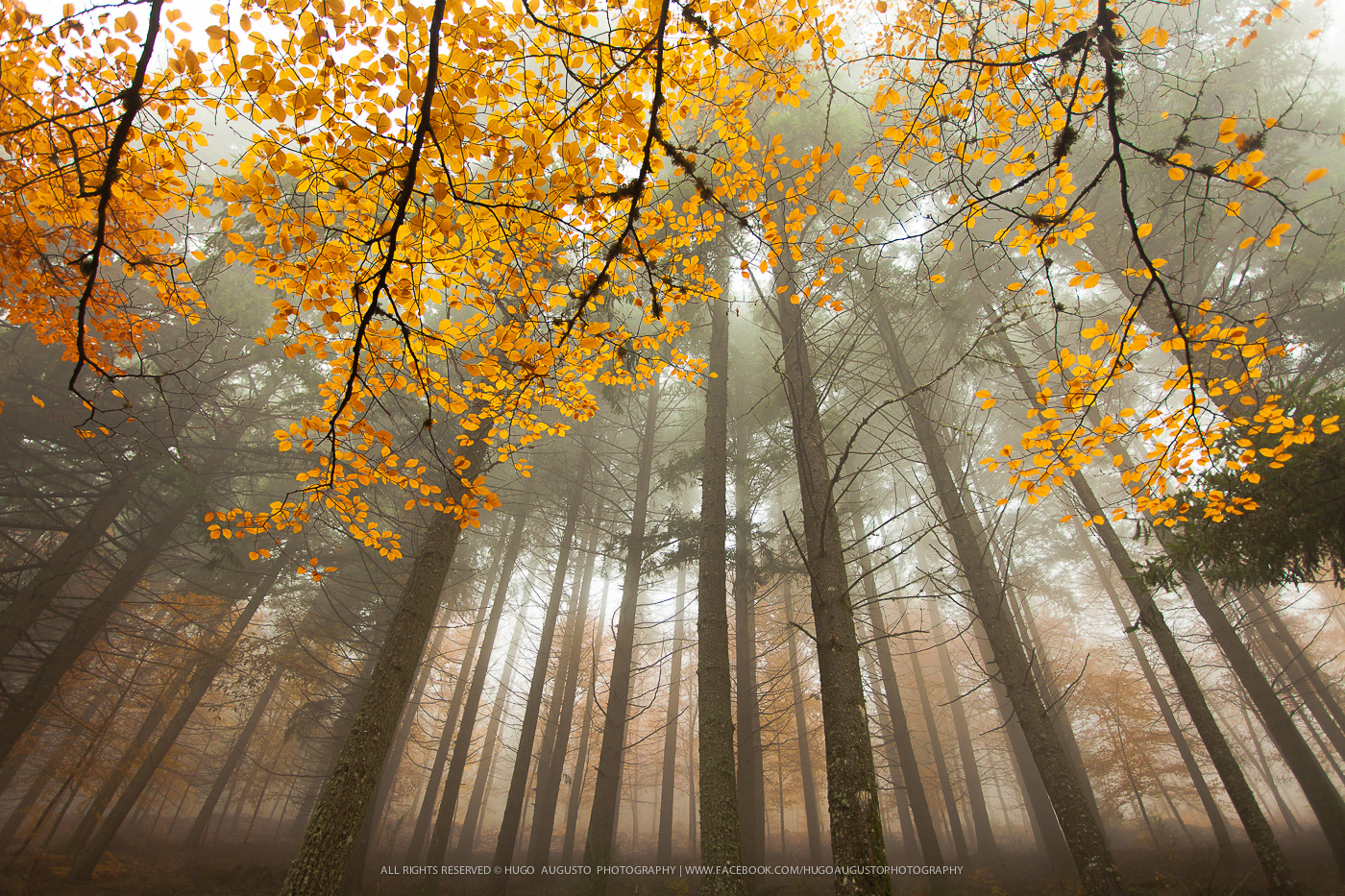 "Hanging Garden" / Serra da Estrela Natural Park