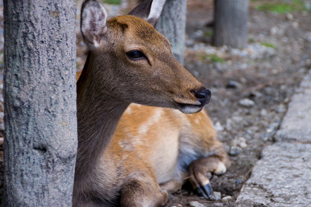 KONICA MINOLTA DIGITAL CAMERA