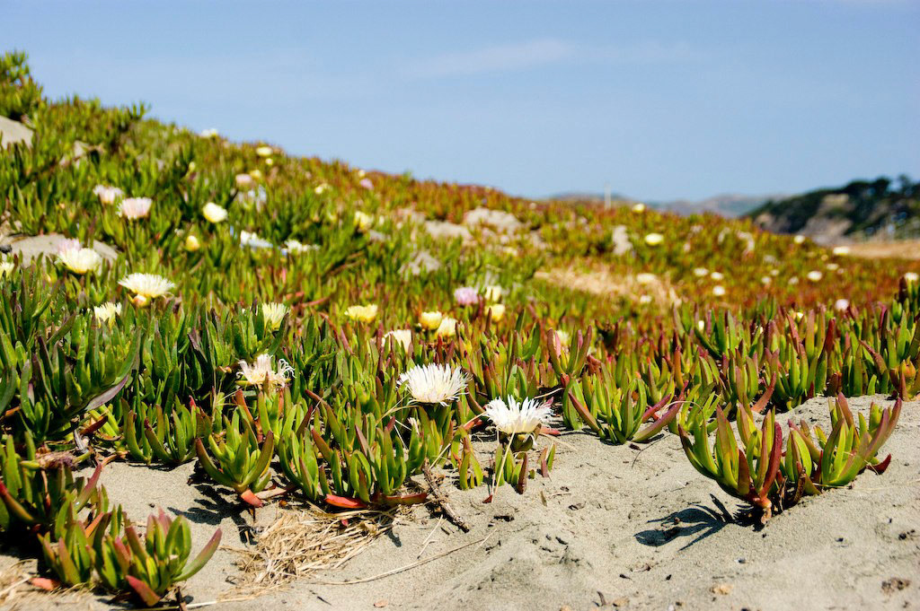 Flowers at Ocean Beach