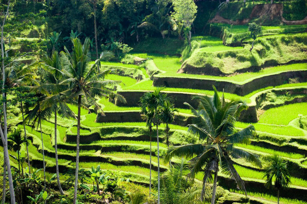Rice field, Bali
