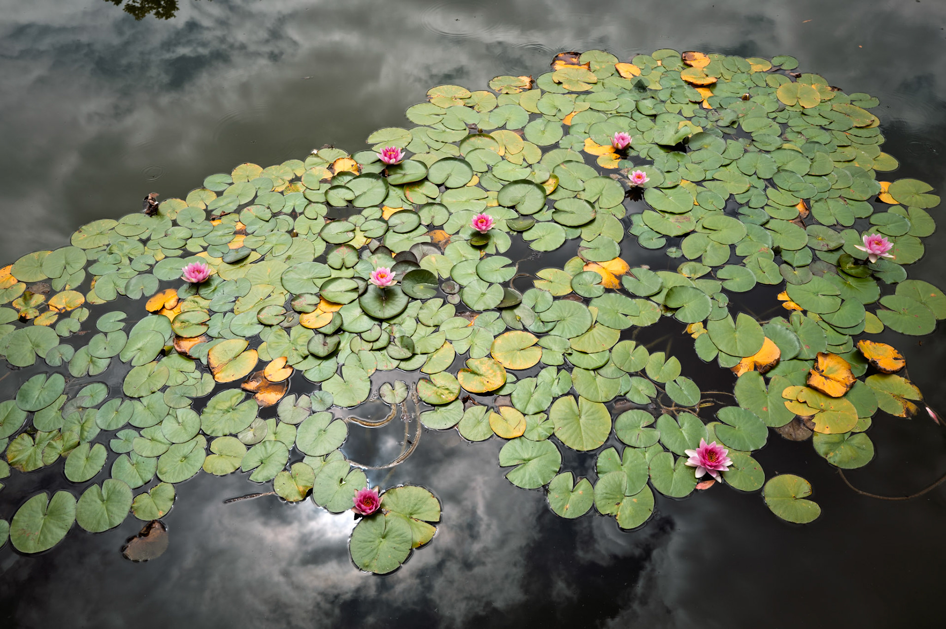 Lan Su Chinese Garden, Portland