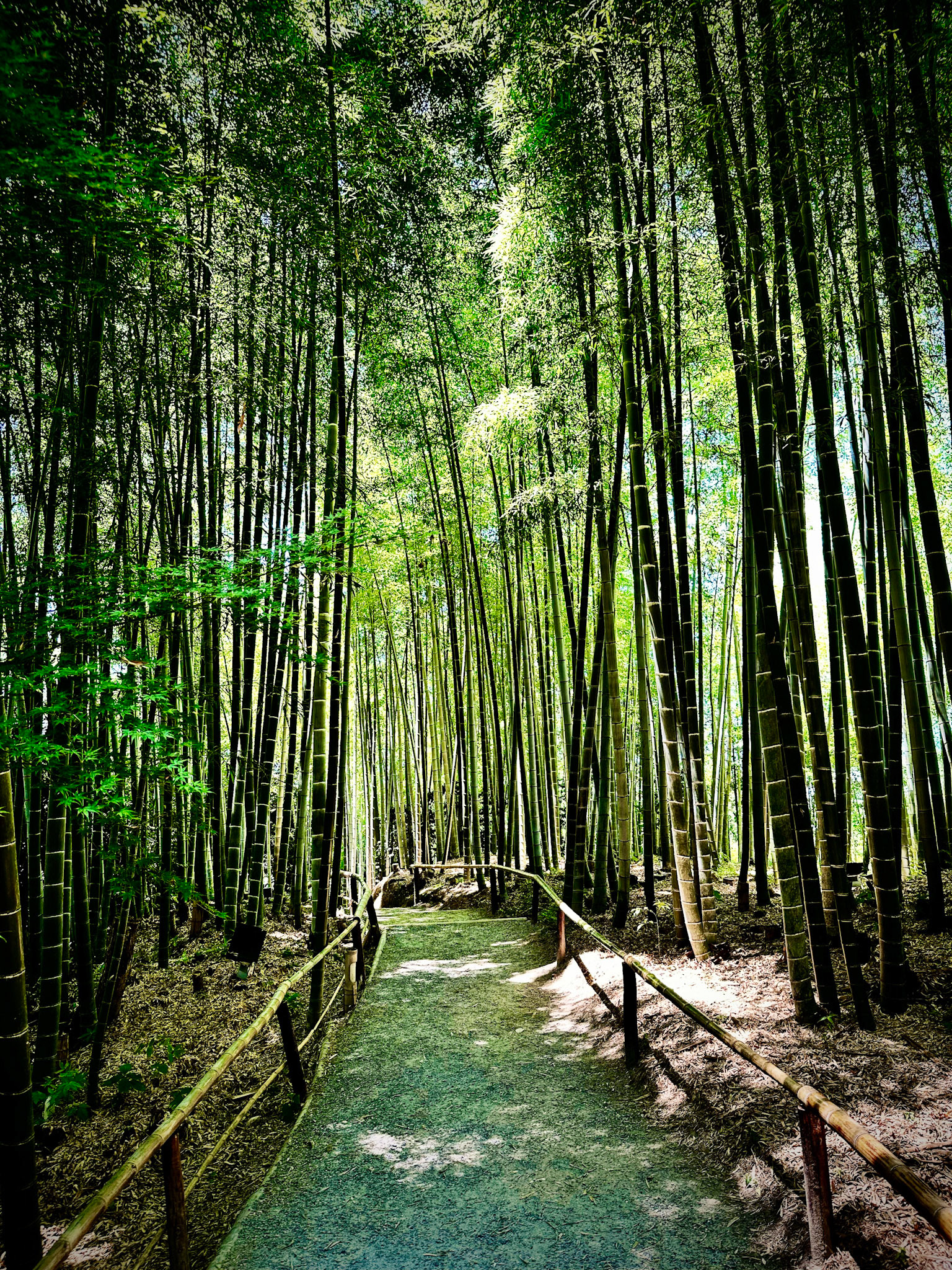 Bamboo forest at Kodaiji Temple
