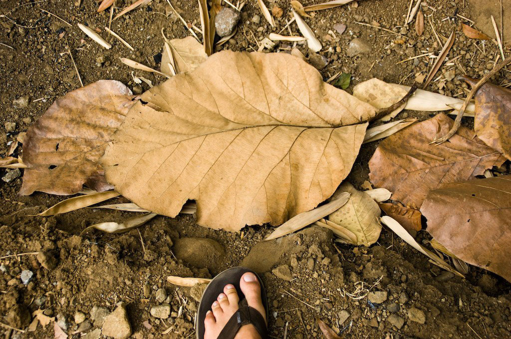 Teak leaf