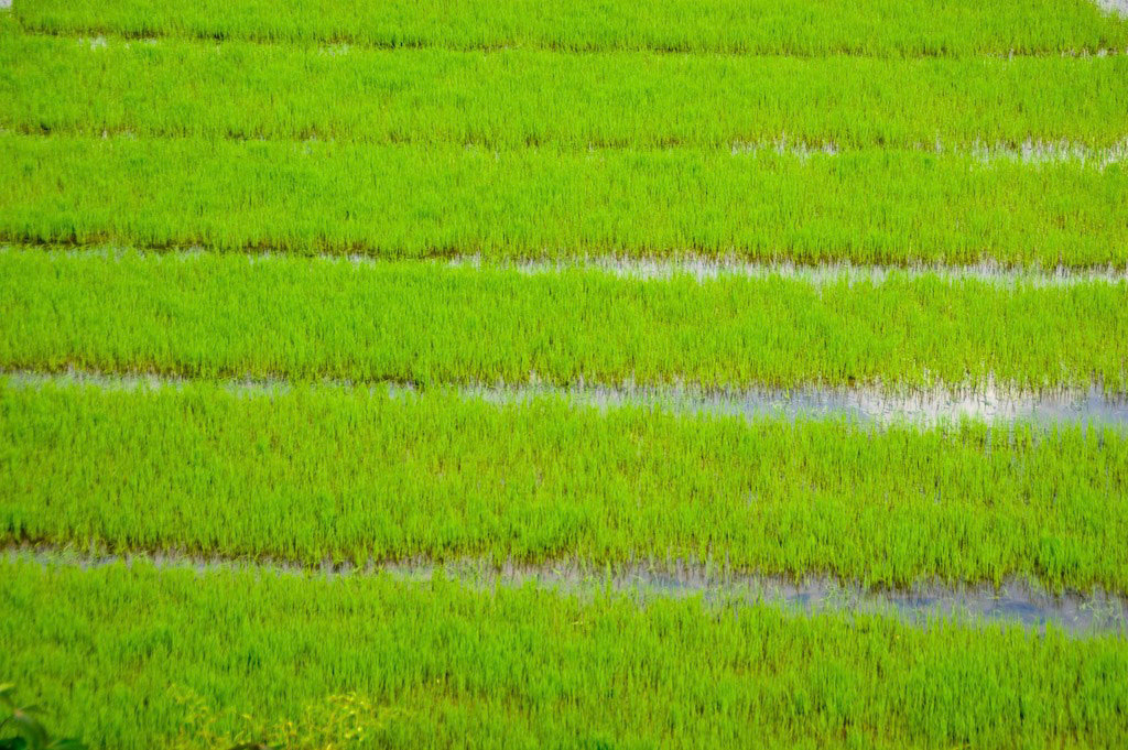 Young rice field