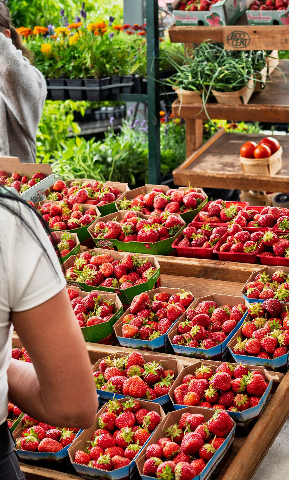 Montreal Central Market