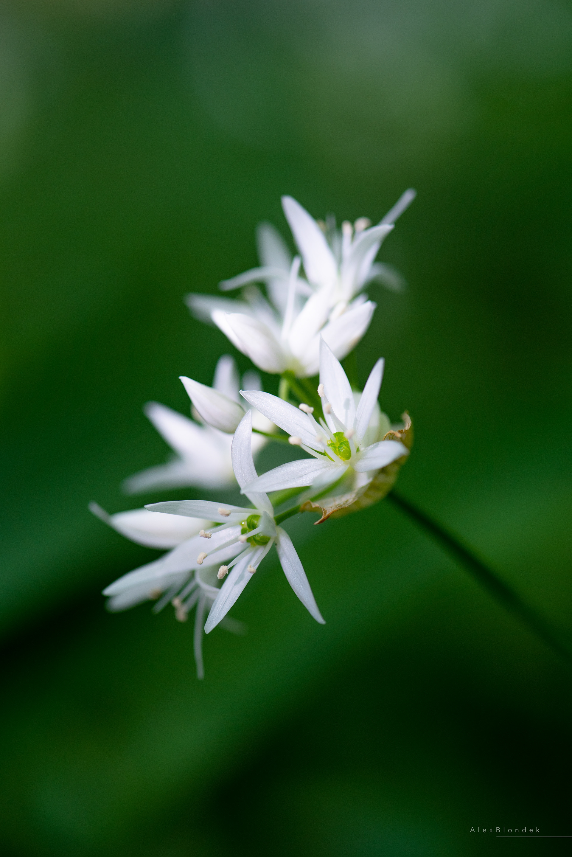 Star of Bethlehem Flower