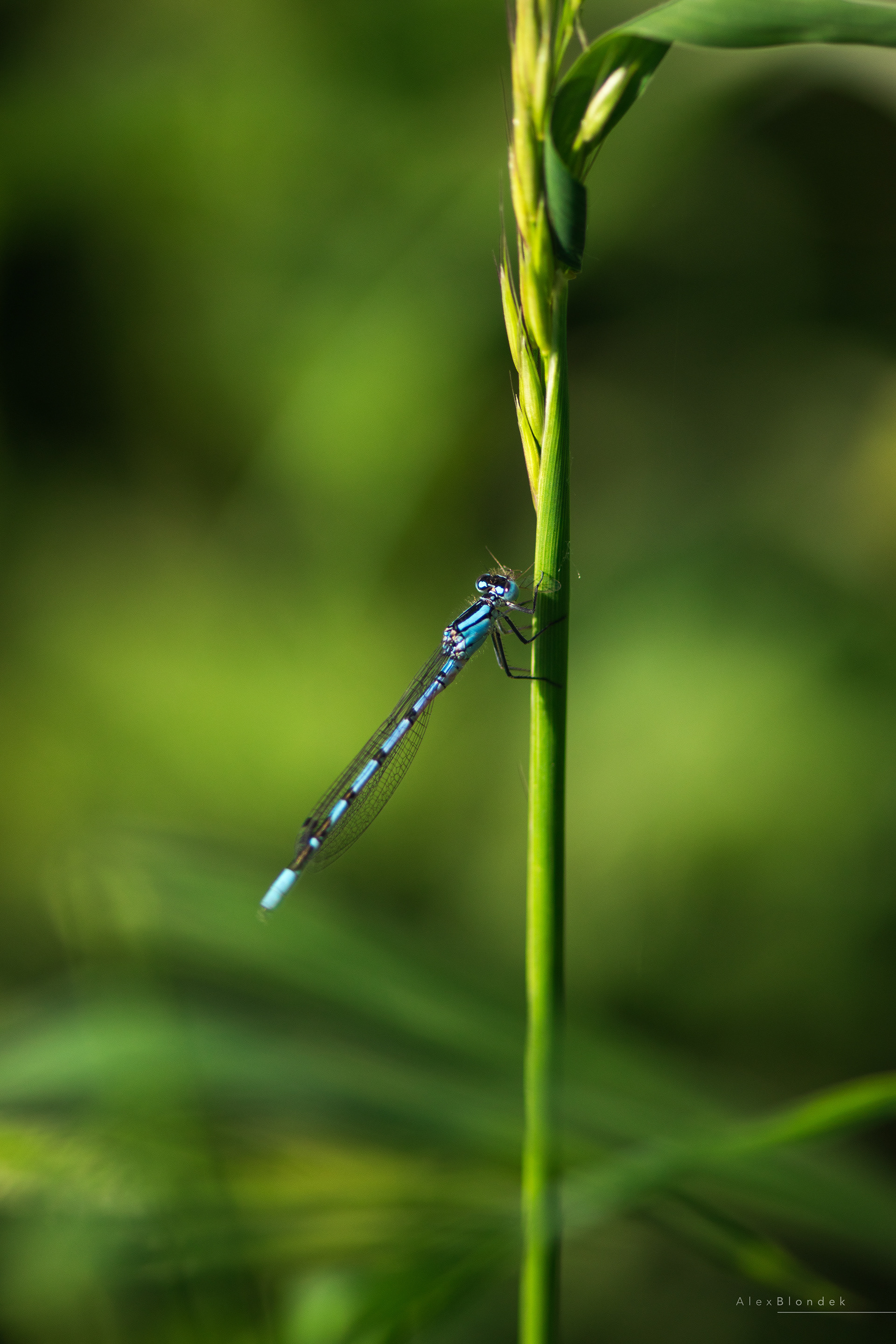 Common Blue Damselfly