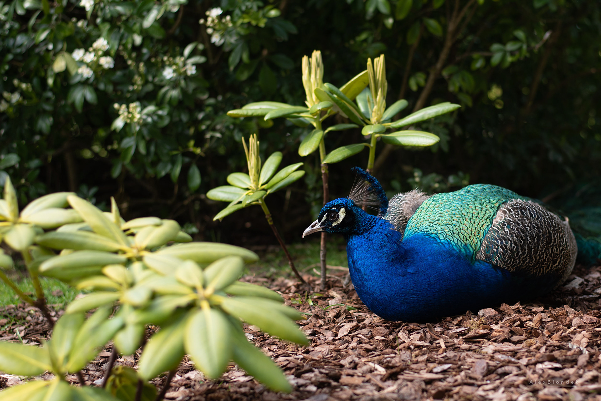 Peacock