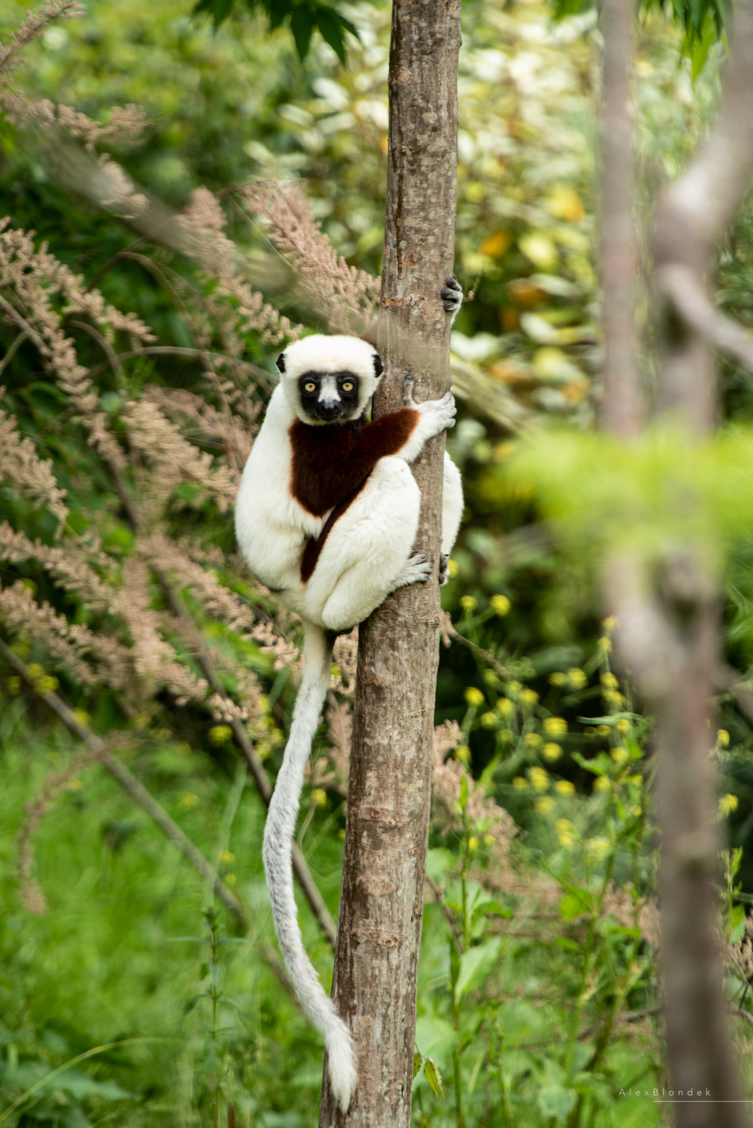 Coquerel's sifaka Lemur - Captive