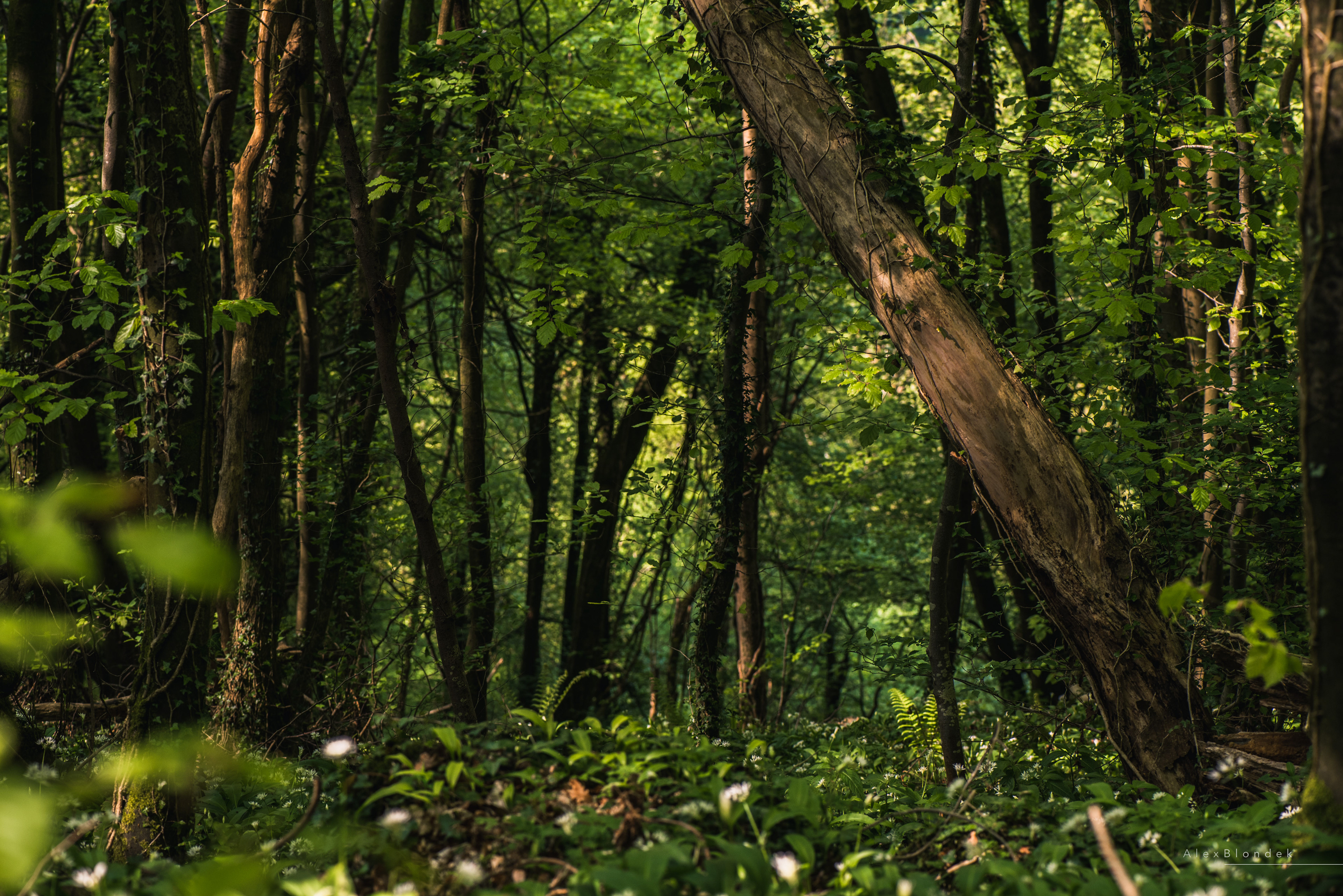 Woods - Tintern