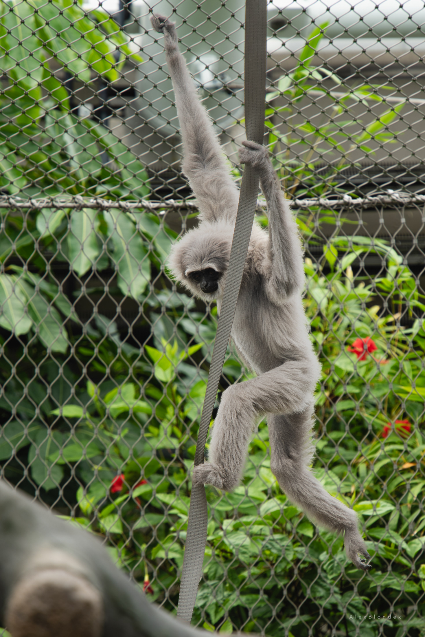 Swinging Gibbon - Chester Zoo