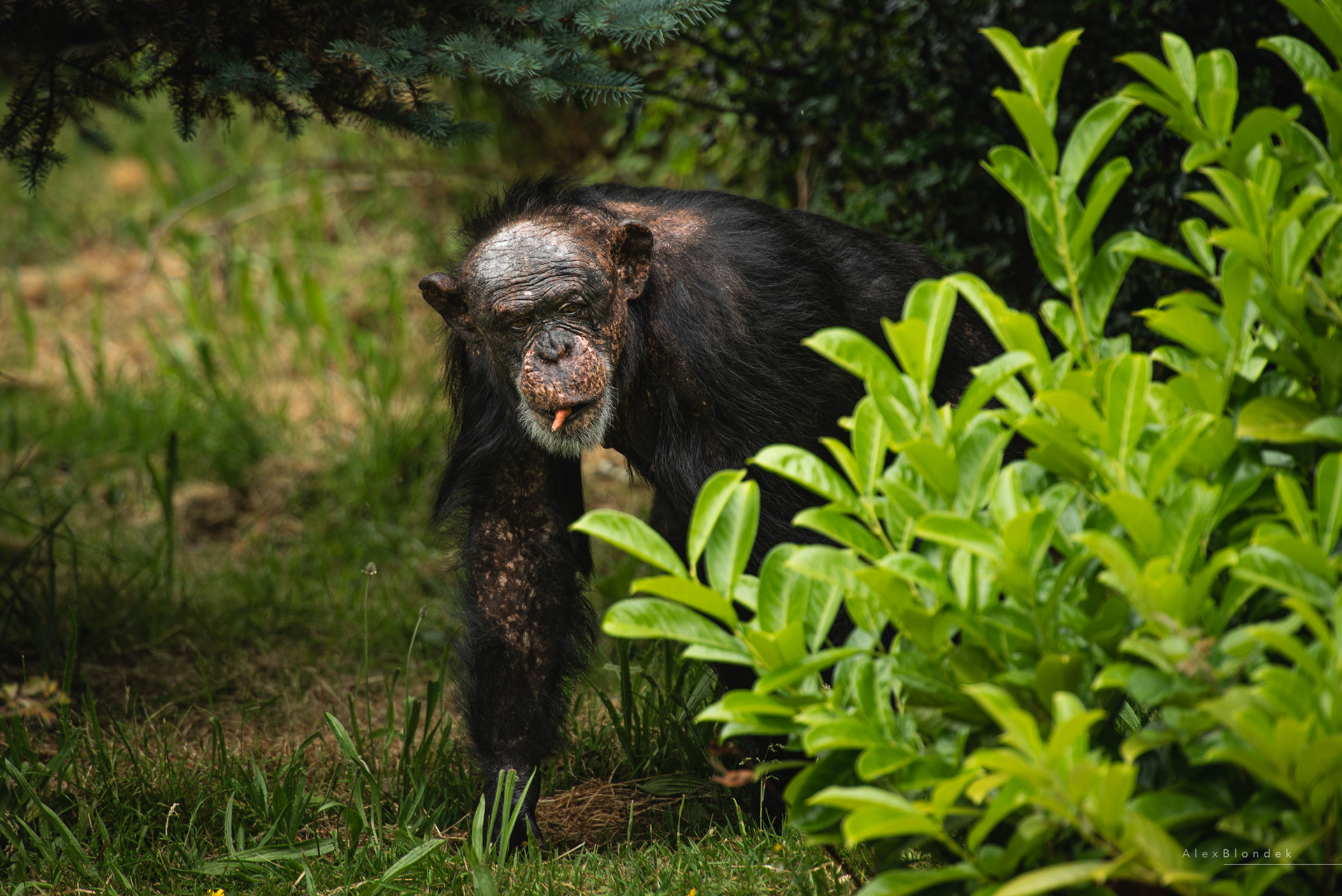 Chester Zoo