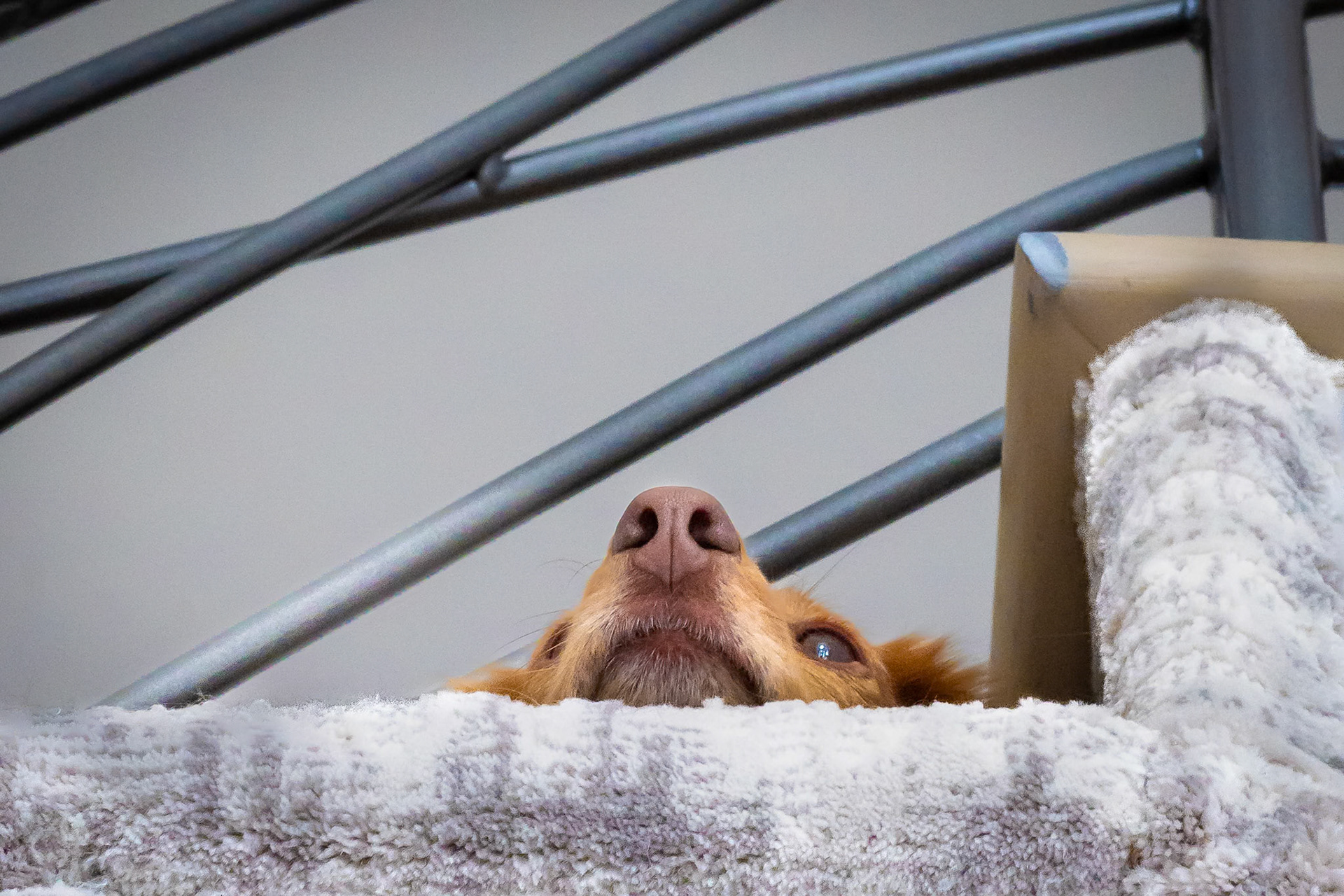 Keeping a watchful eye from the top step