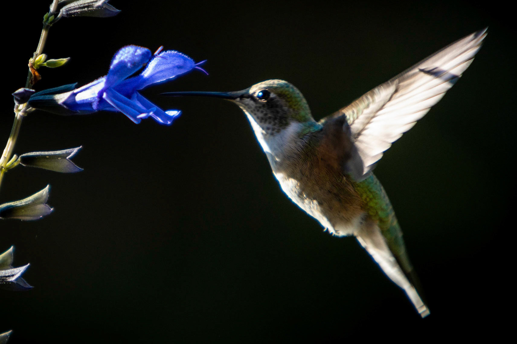 Hummingbird feeding on the front yard planters.