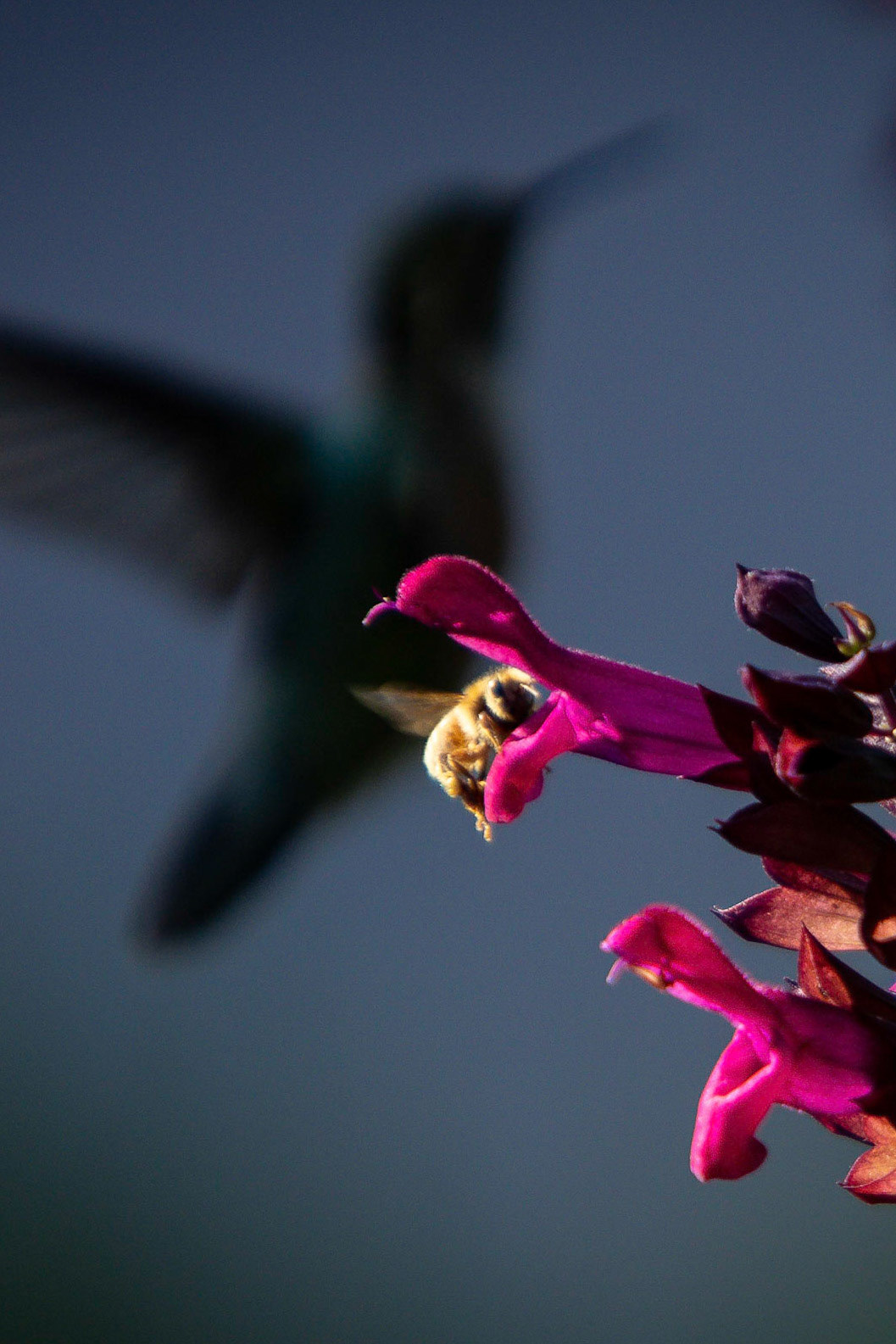 Plenty of nectar to go around in the front-yard flower garden