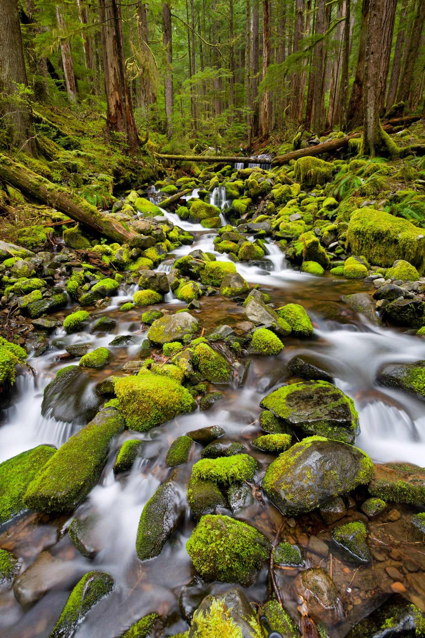 Sol Duc Falls trail, Olympic National Park, Oregon, USA.