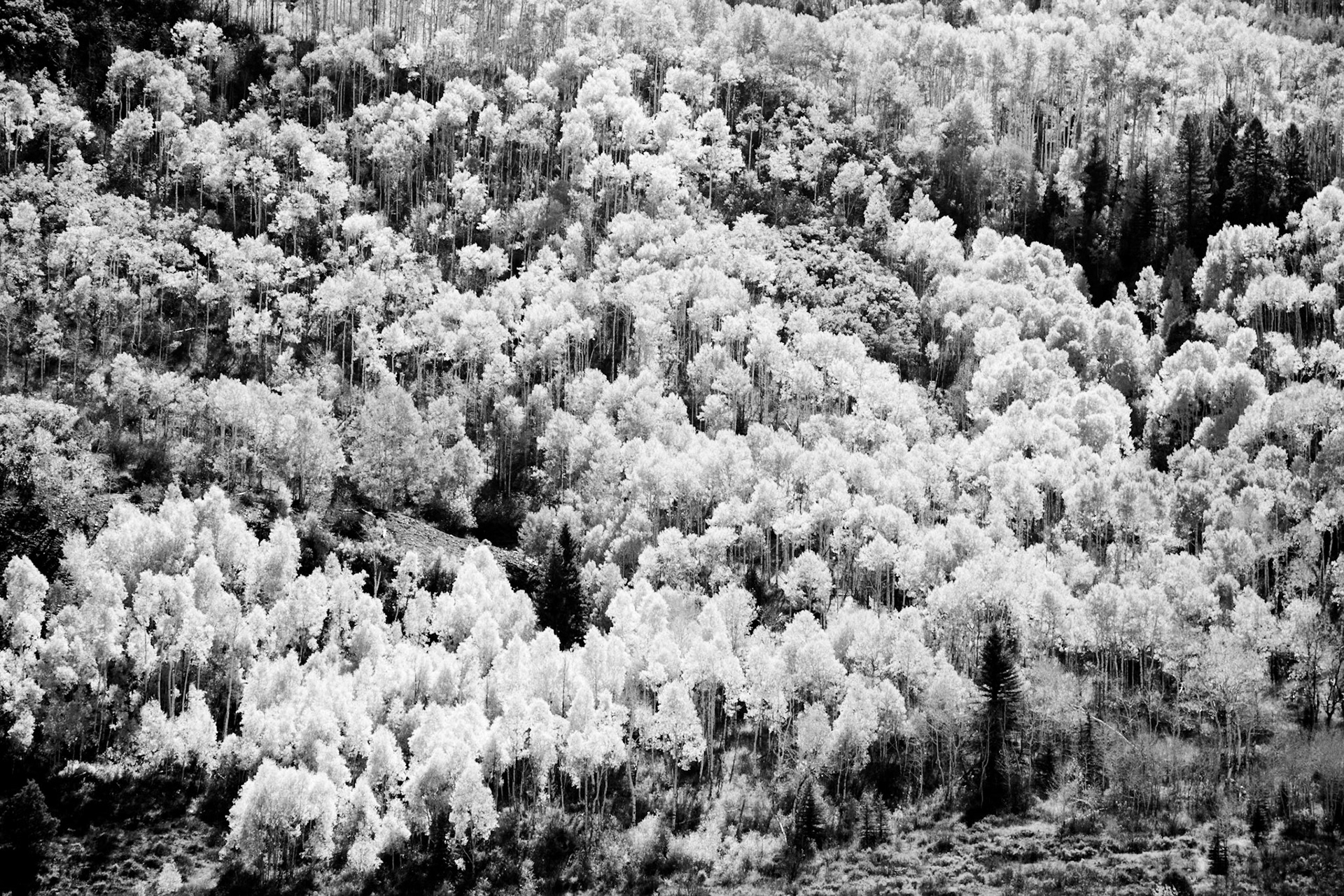 Maroon Bells, near Aspen, Colorado, USA.
