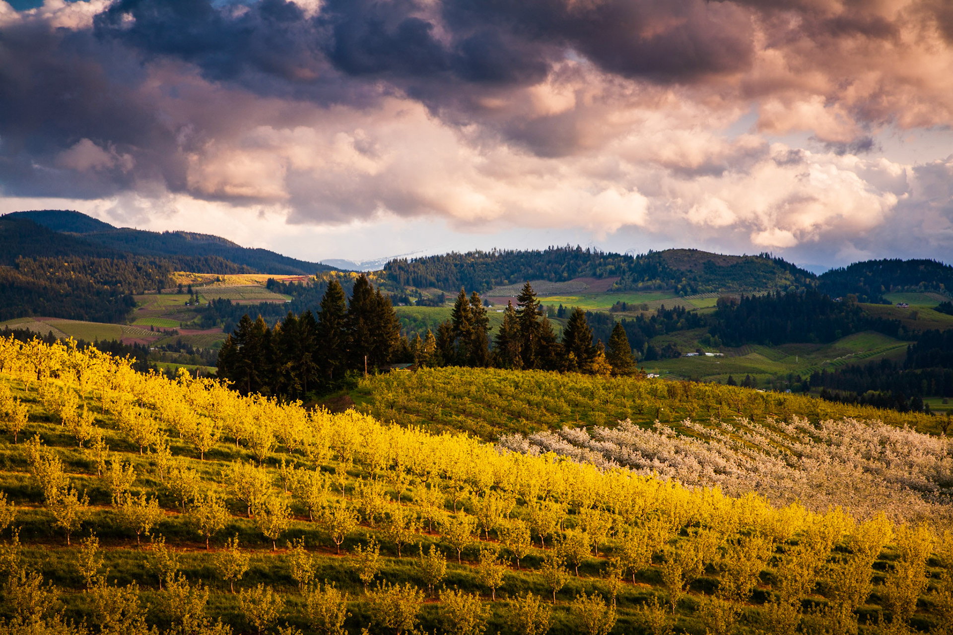 Looking towards Mt. Hood from the Hood River Valley in Oregon, USA.