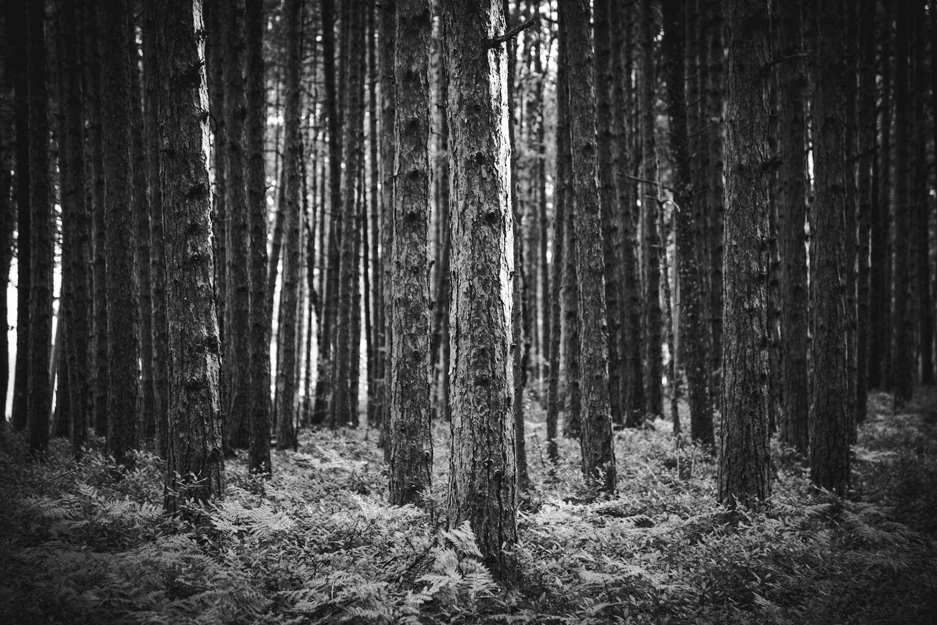 Near Miner's Beach, Pictured Rocks National Lakeshore, Michigan, USA.