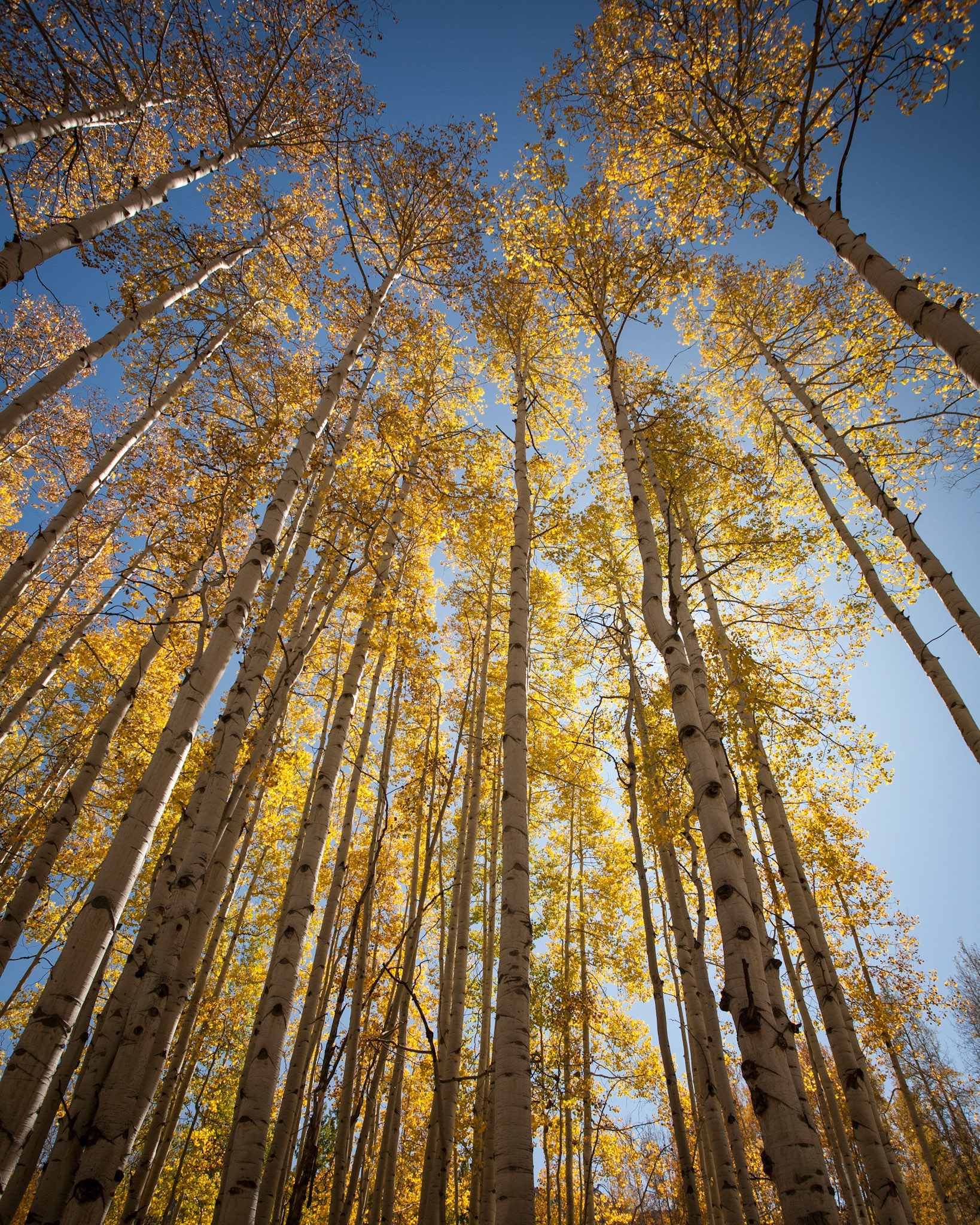 Aspen trees off CR12, Colorado, USA.