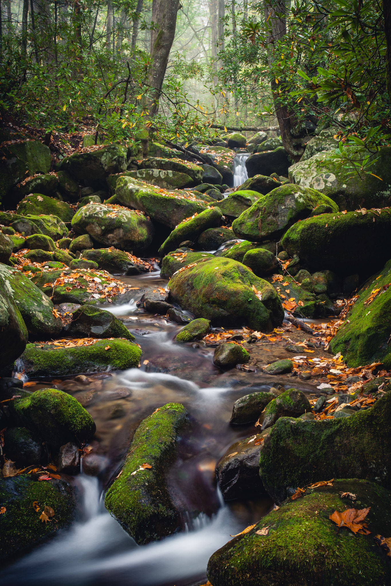 Roaring Fork Motor Trail, Great Smoky Mountains National Park, Tennesee, USA.