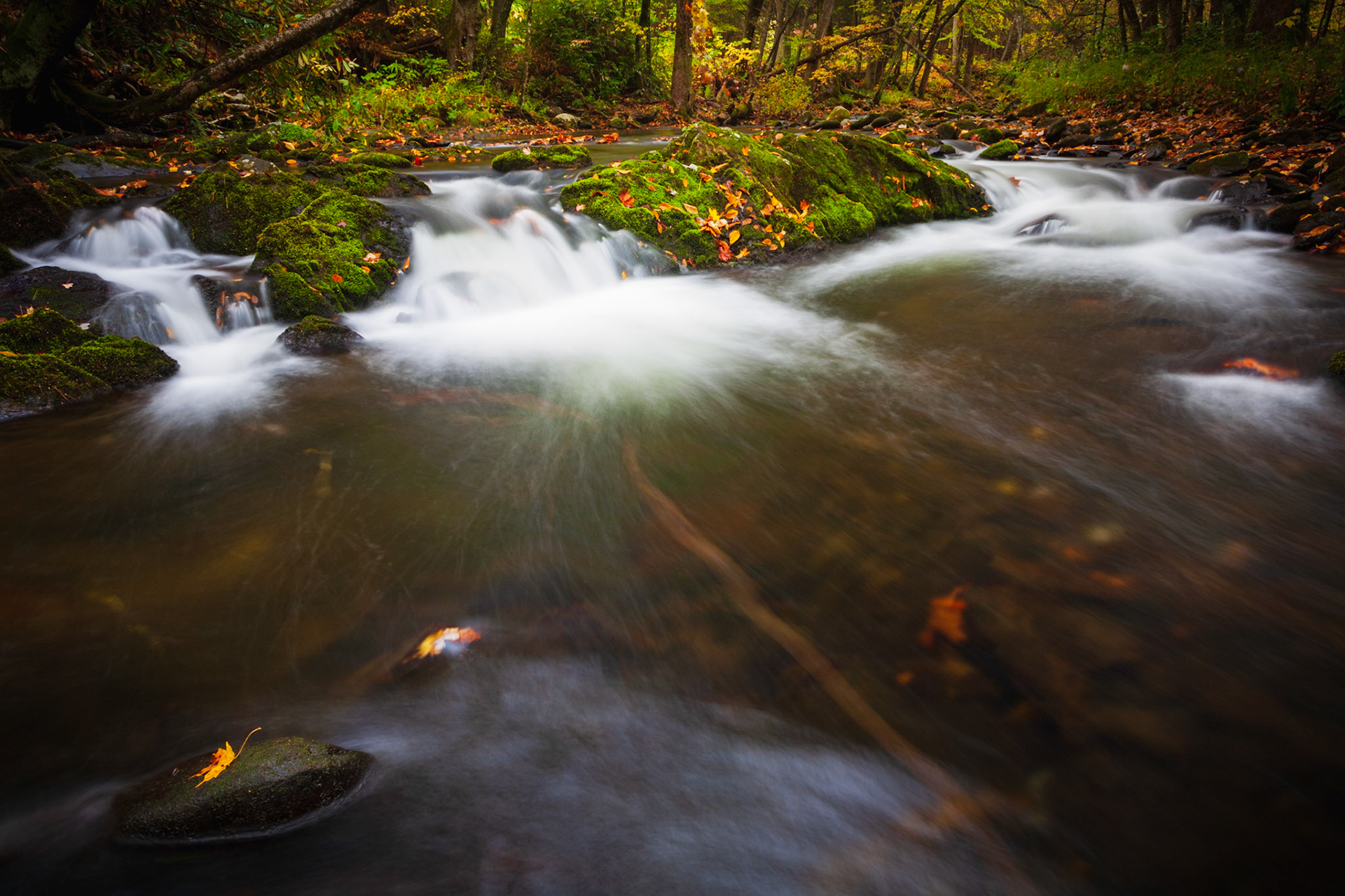 Great Smoky Mountains National Park, Tennesee, USA.