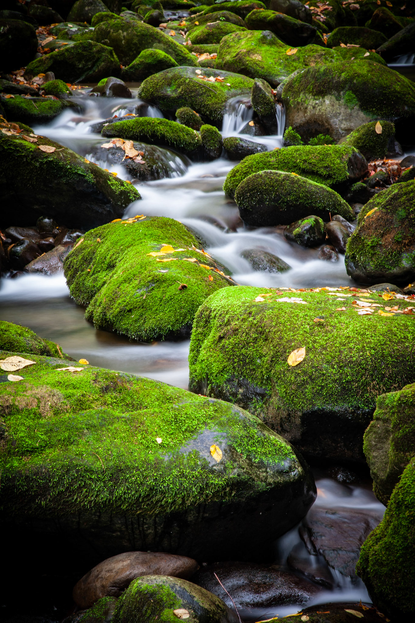 Mossy Stream