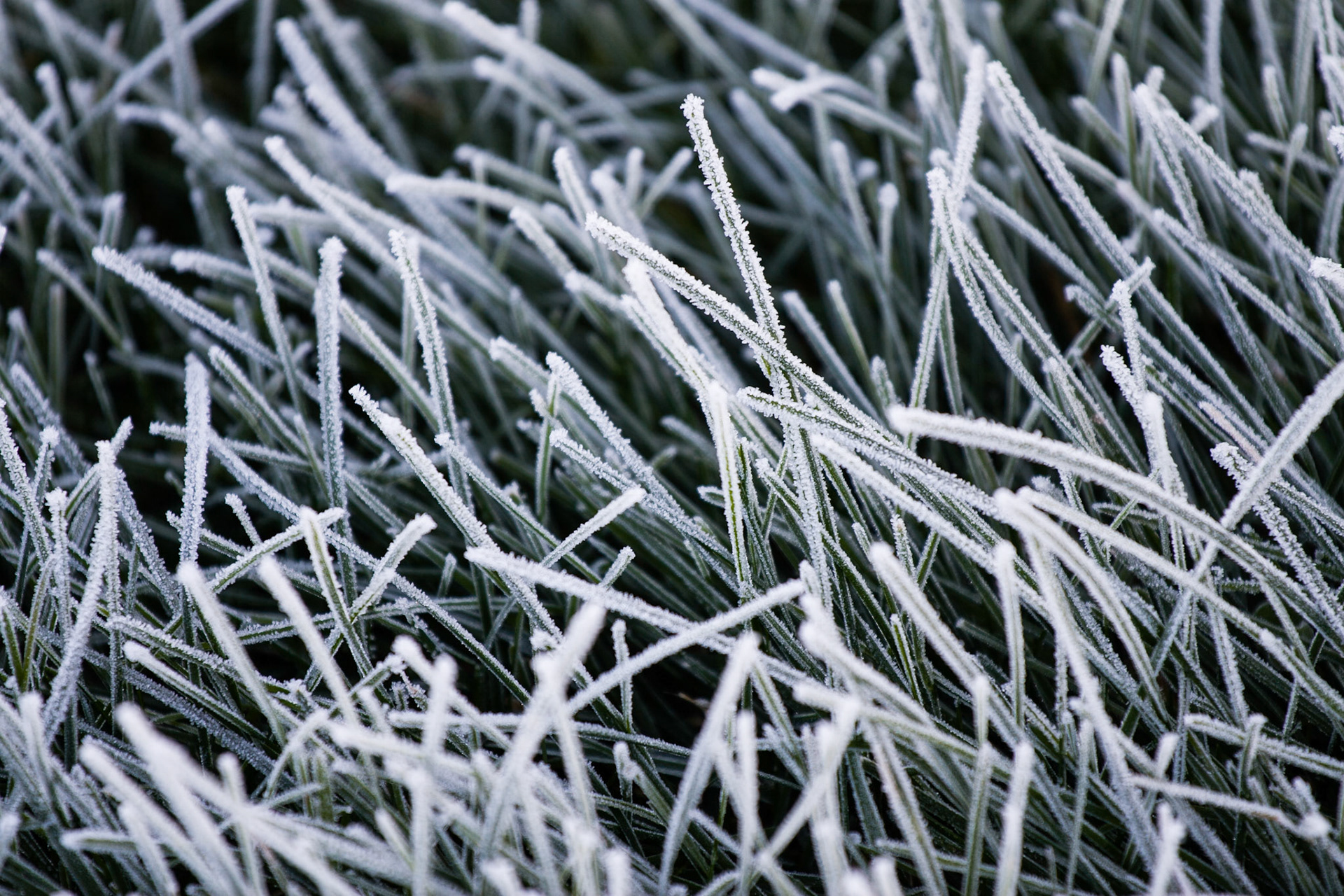 Frosted Blades of Grass