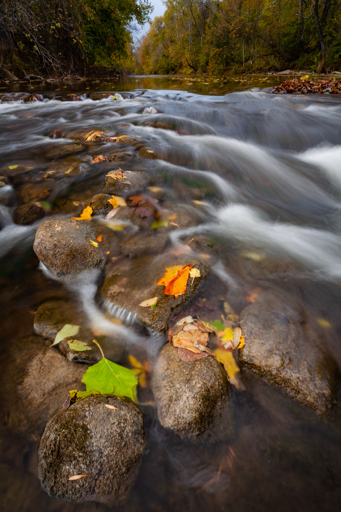 Cedar Creek near Leo, Indiana, USA.