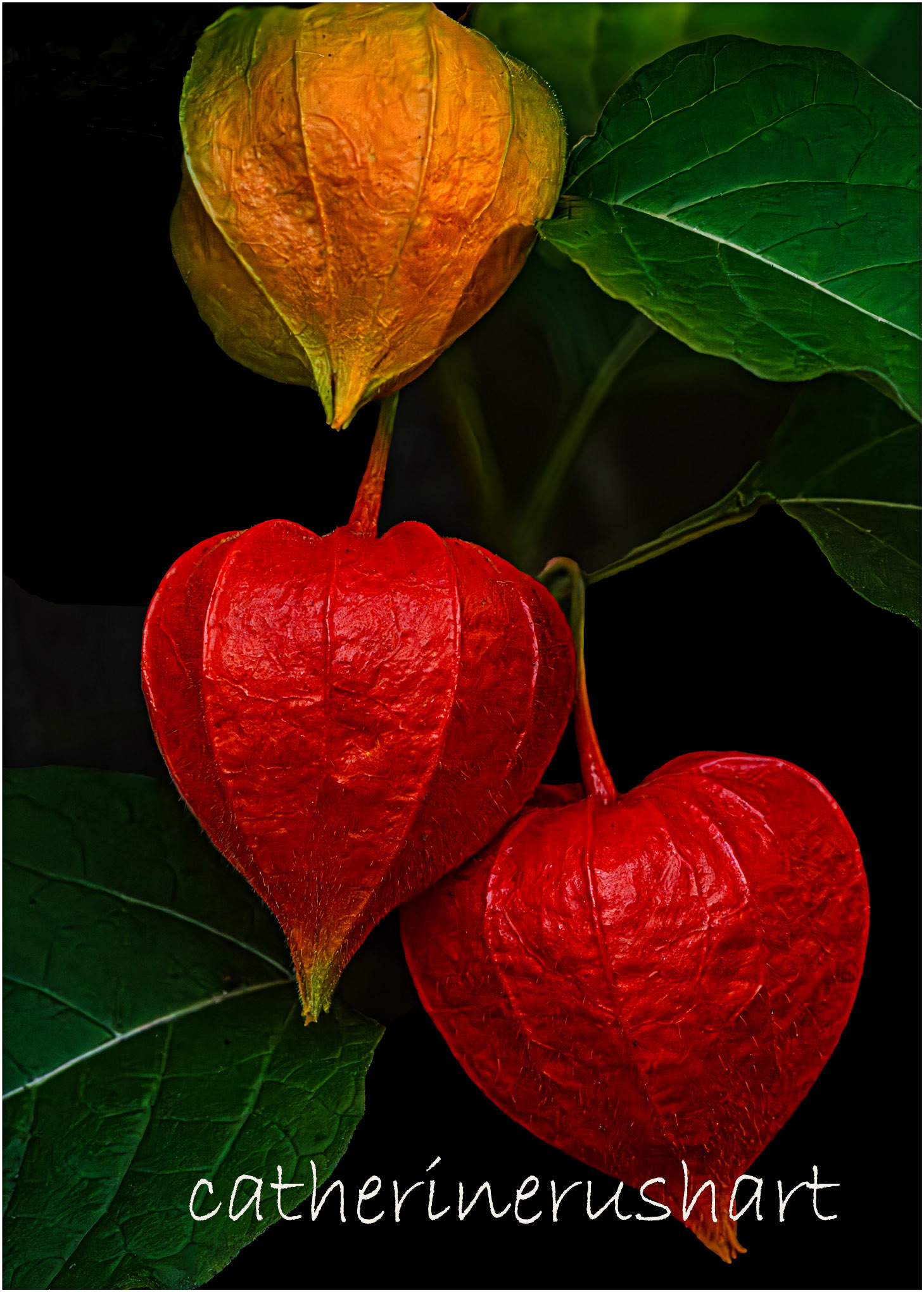 Alley Chinese Lanterns