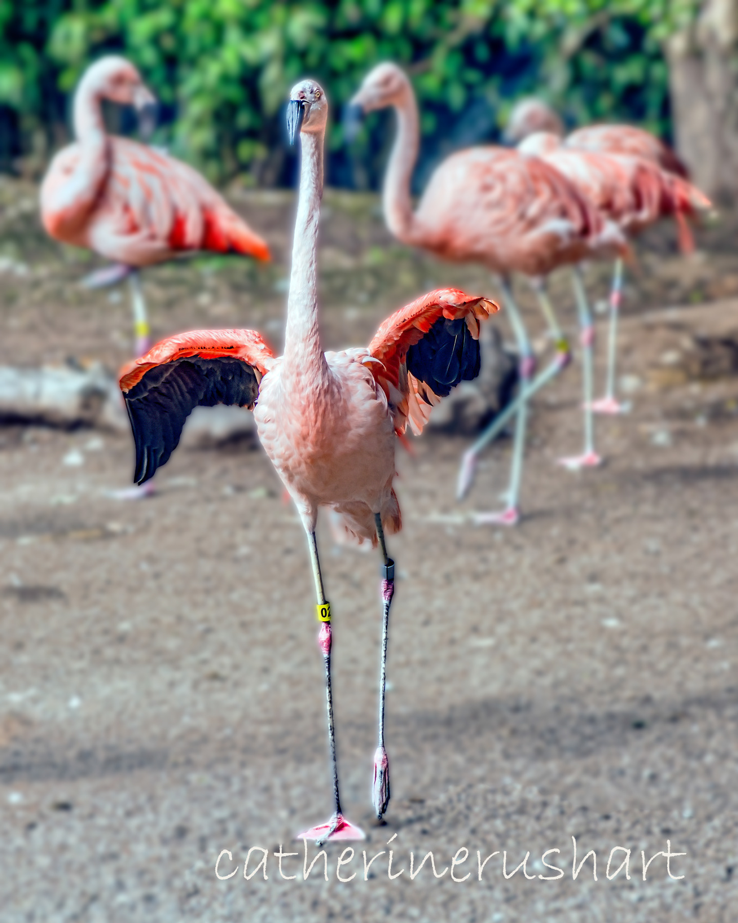 Woodland Park Zoo