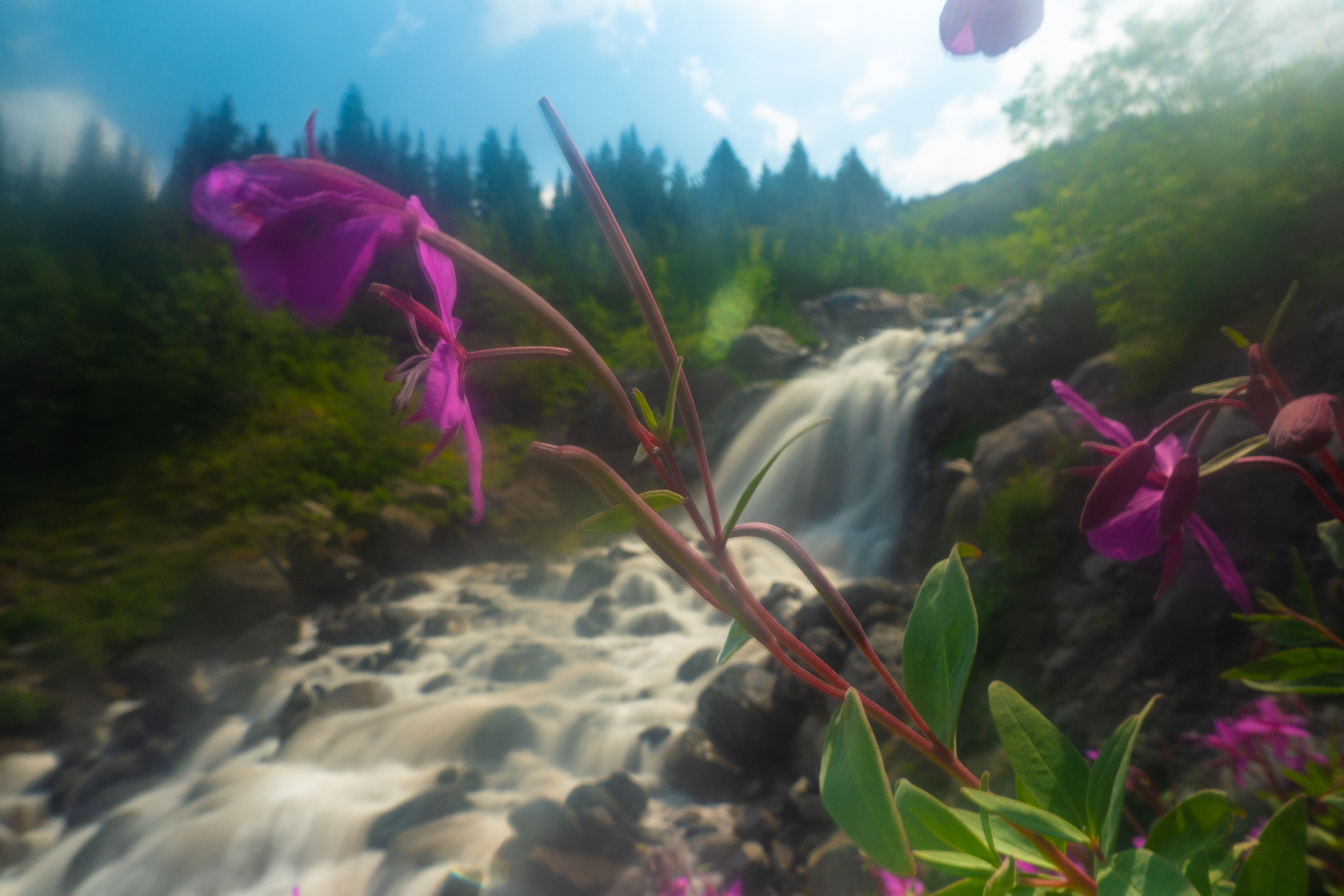 Heliotrope Ridge - Summer 2024