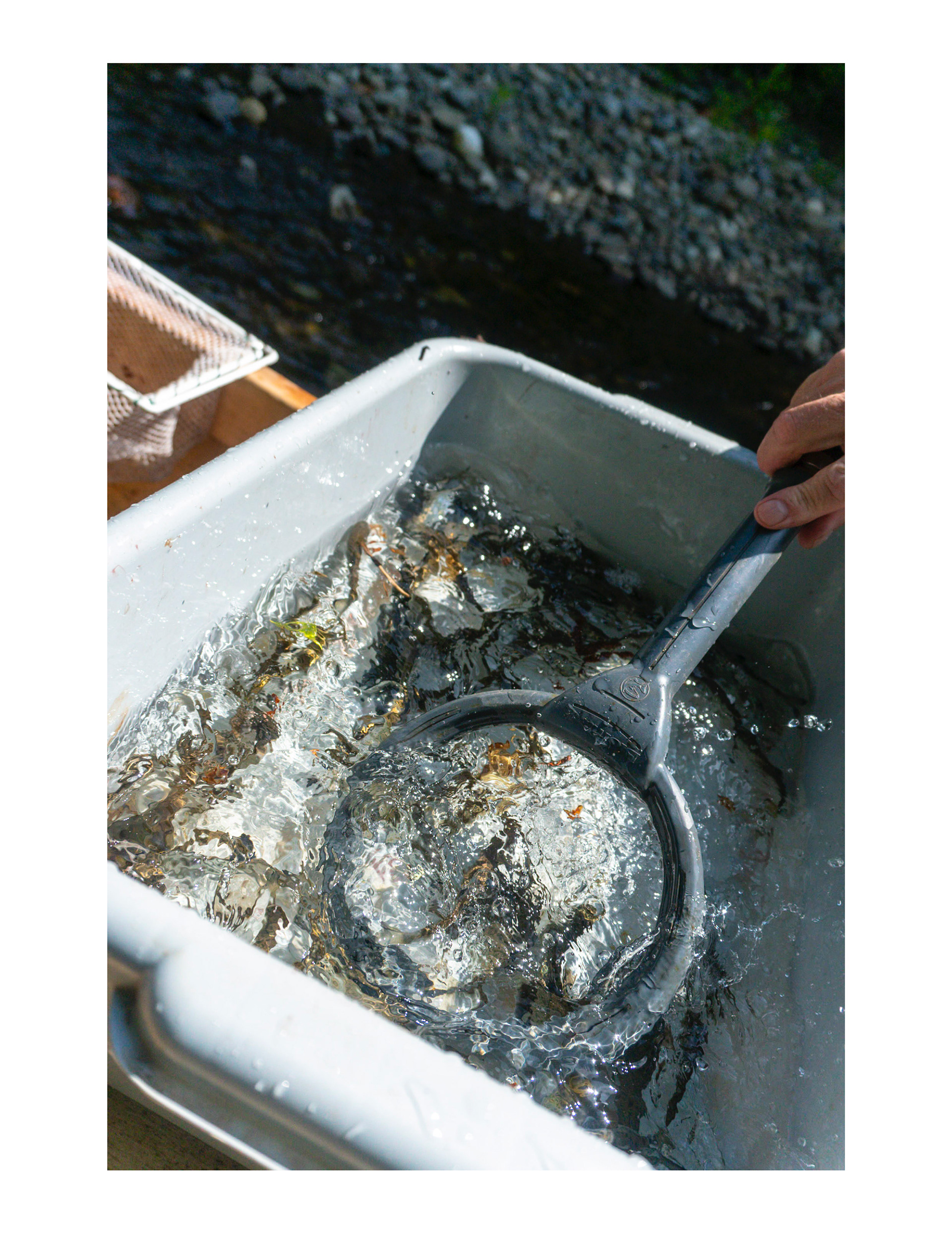 Scanning for hatchery fish.