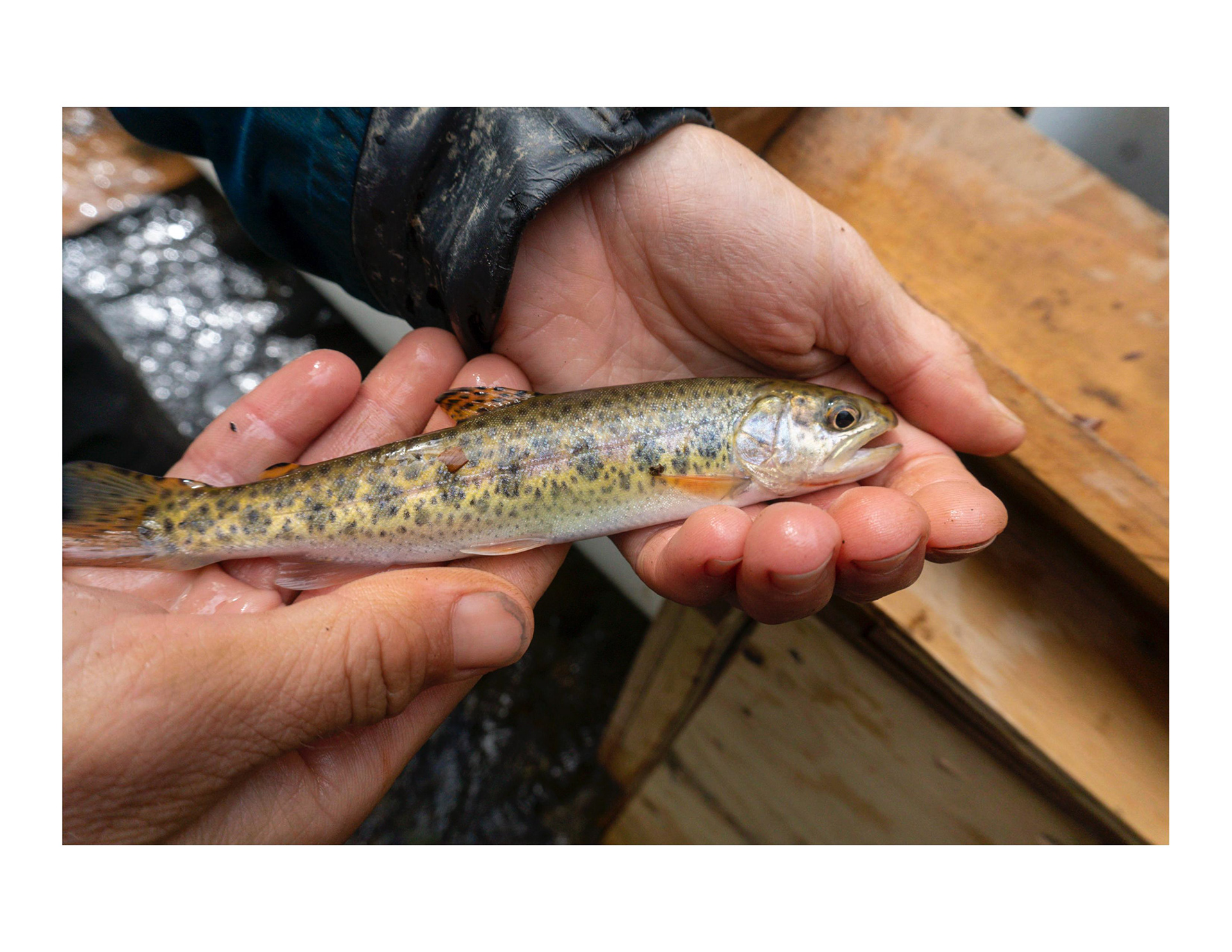 Cutthroat or "Cuttys" - Distinguishable by the orange coloring of the gils, hence the name "Cutthroat."
