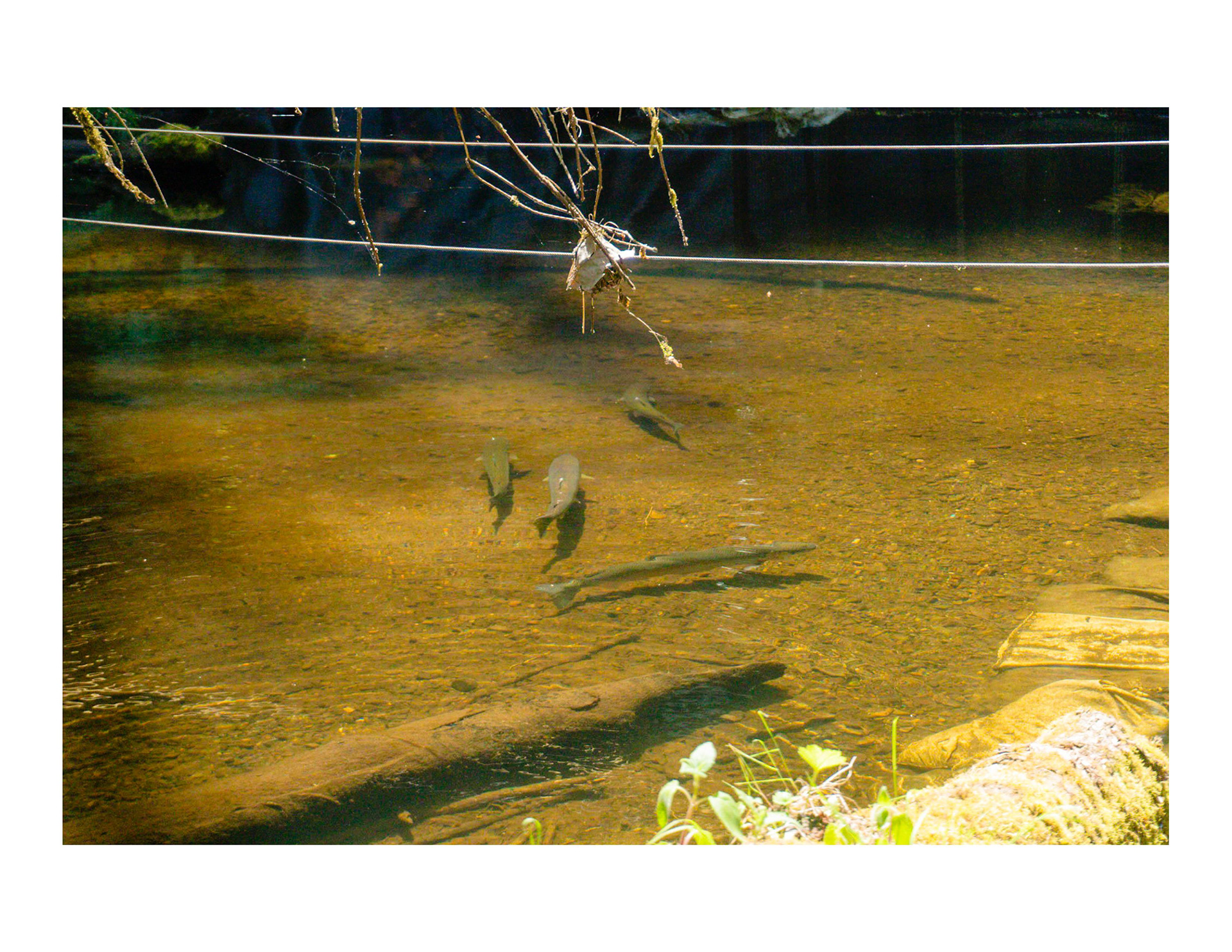 Four adult Steelheads stuck above the trap. When this happens LEKT will disable the trap until the adults can pass through. Steelheads will usually make two spawning trips up river during their lifetime.