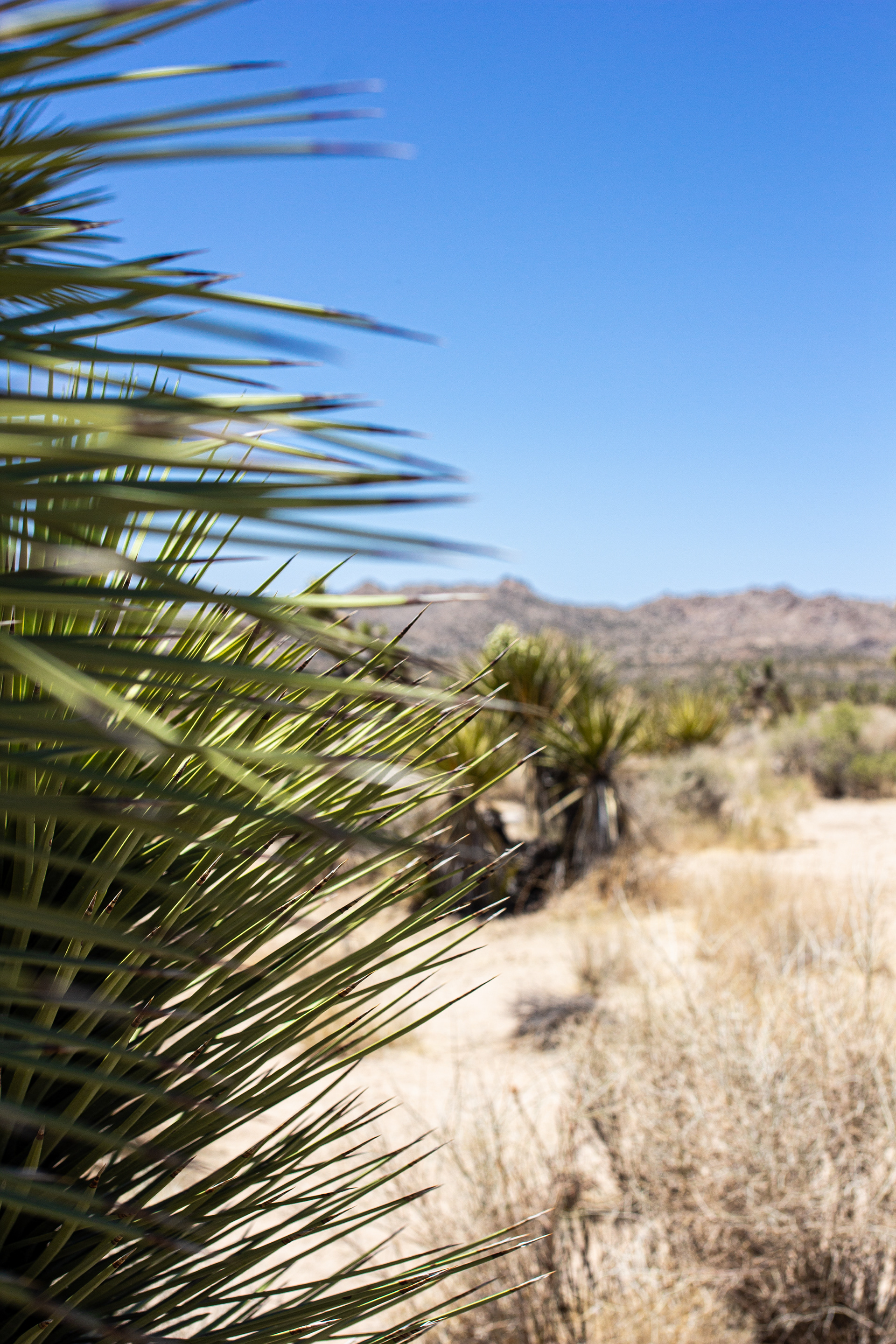 Joshua Tree National Park