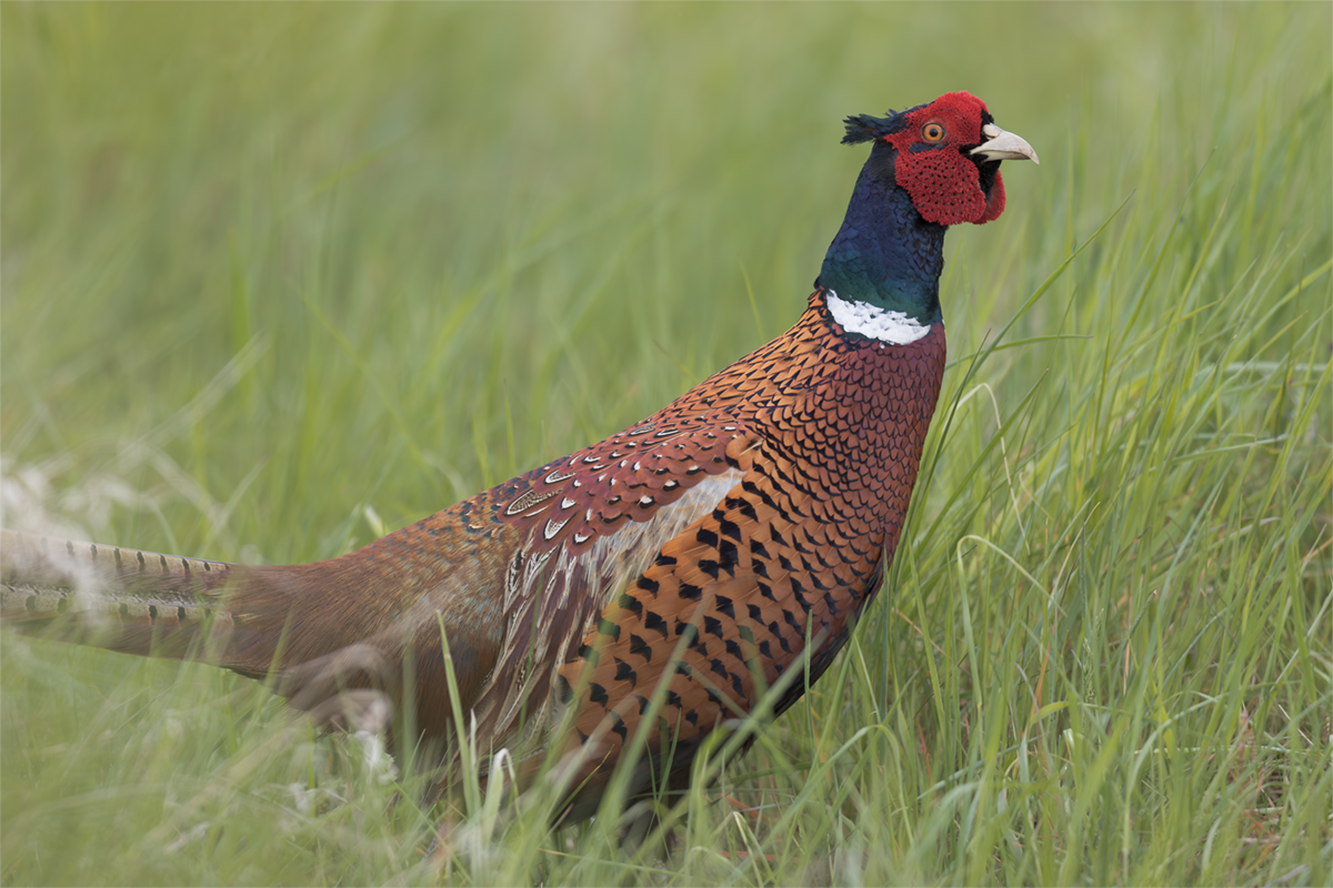 Bażant-Pheasant