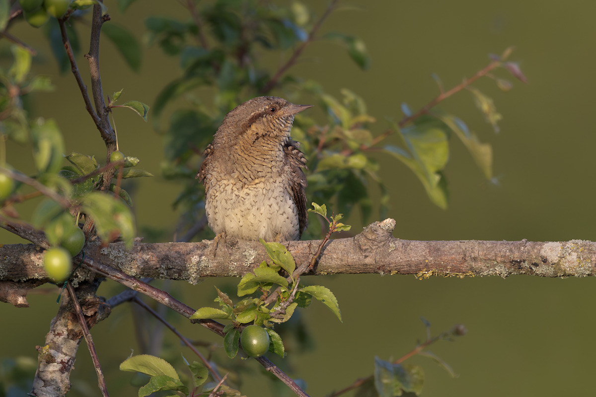 Krętogłów-Wryneck